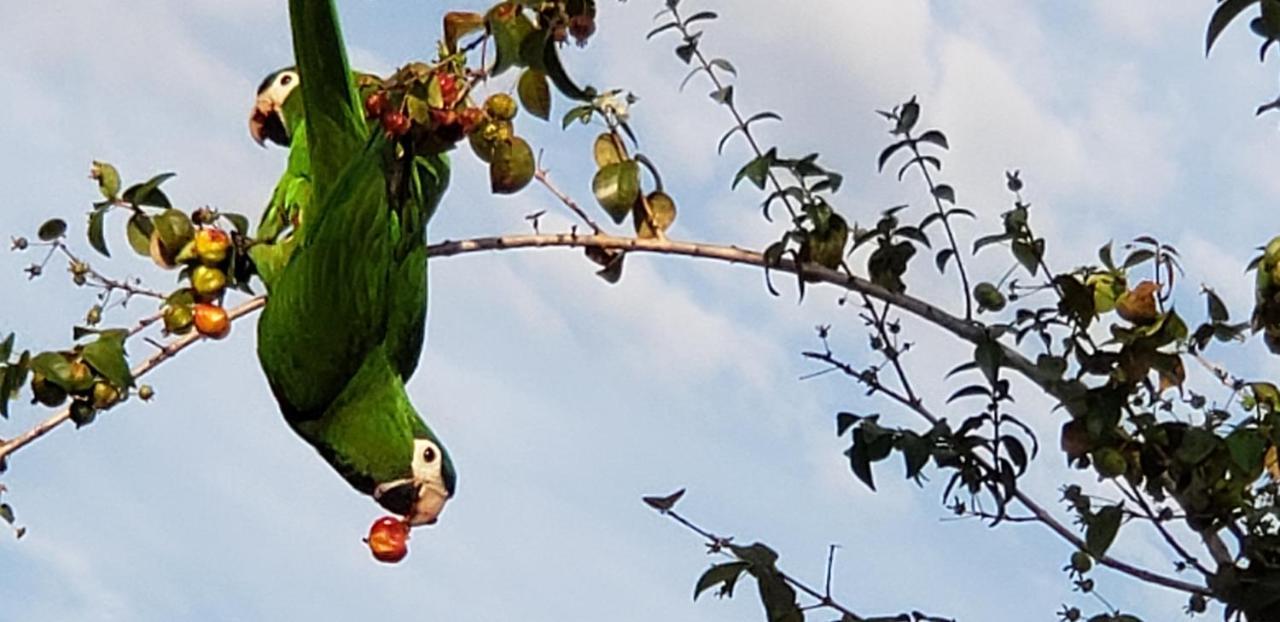 Pousada Das Orquideas Chapada dos Guimarães Екстериор снимка